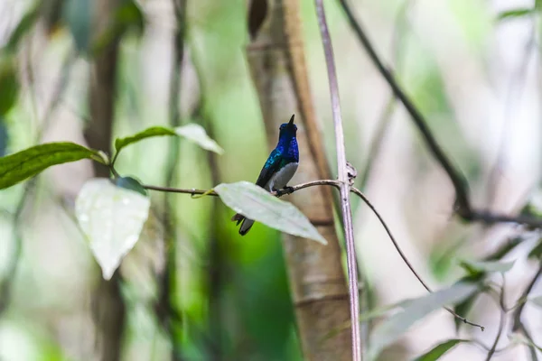 Kolibri in Panama — Stockfoto