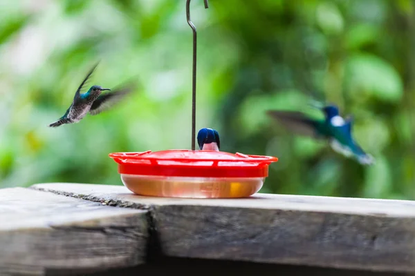 Kolibri in Panama — Stockfoto