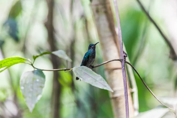 Kolibřík v Panamě — Stock fotografie