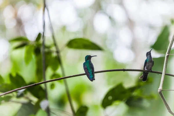 Kolibri in Panama — Stockfoto