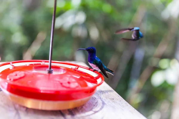 Kolibri in Panama — Stockfoto
