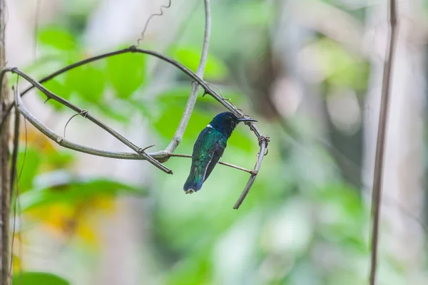 Kolibri in Panama — Stockfoto