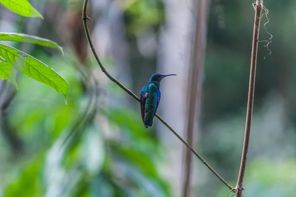 Kolibri in Panama — Stockfoto