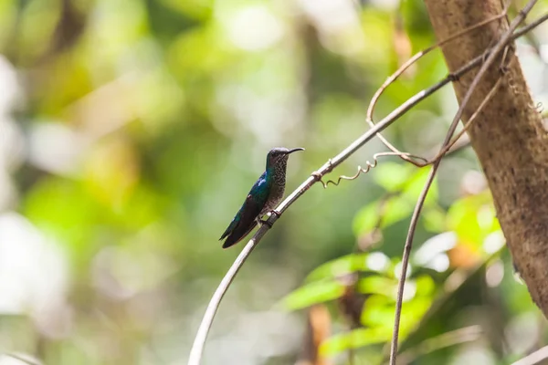 파나마에 벌 새 — 스톡 사진