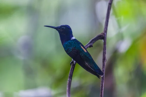 Kolibri in Panama — Stockfoto