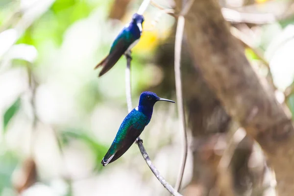 Kolibri in Panama — Stockfoto