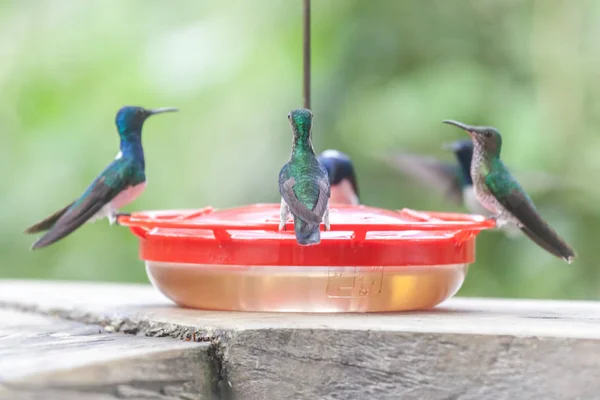 Kolibri in Panama — Stockfoto