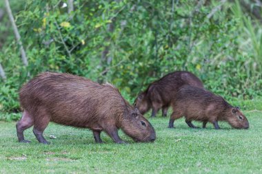 Panama (Gamboa capybarası)