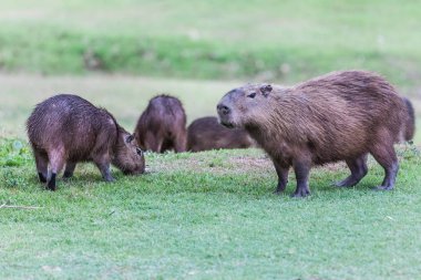 Panama (Gamboa capybarası)