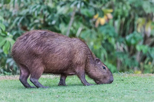 Panama (Gamboa capybarası)