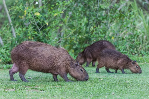 Panama (Gamboa capybarası)