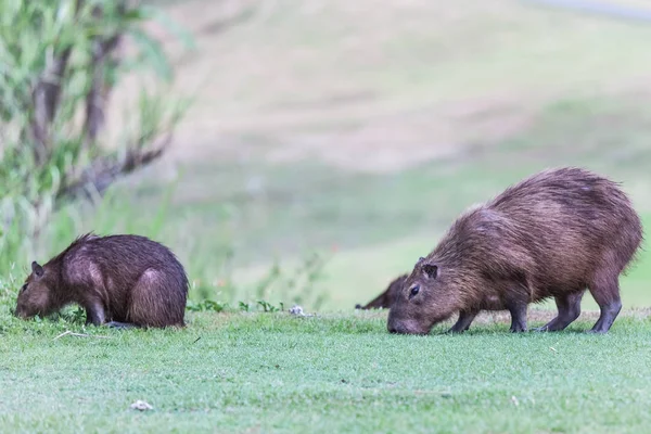 Panama (Gamboa capybarası)