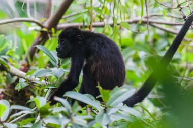 Yağmur ormanlarında uluyan maymun. Panama