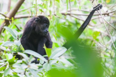 Yağmur ormanlarında uluyan maymun. Panama