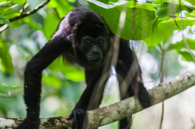 Yağmur ormanlarında uluyan maymun. Panama
