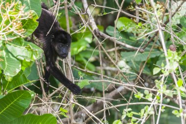Yağmur ormanlarında uluyan maymun. Panama