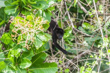 Yağmur ormanlarında uluyan maymun. Panama