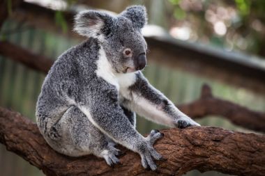 Koala ağacındaki (Cairns, Avustralya)