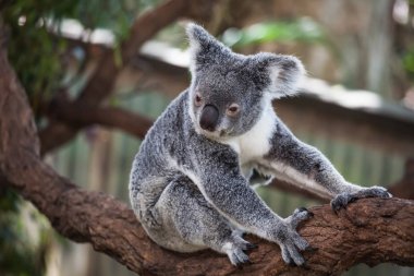 Koala ağacındaki (Cairns, Avustralya)