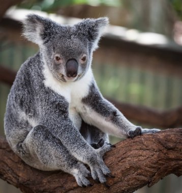 Koala ağacındaki (Cairns, Avustralya)