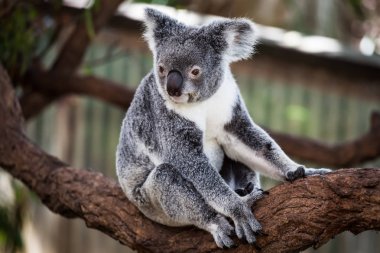 Koala on the tree (Cairns, Australia) clipart