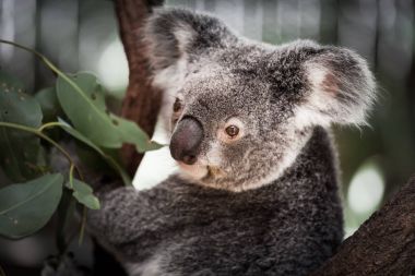 Koala ağacındaki (Cairns, Avustralya)