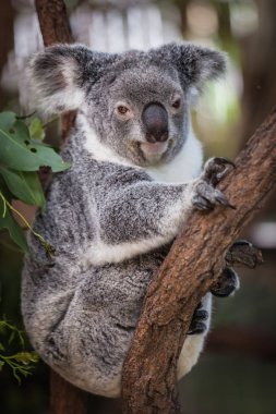 Koala ağacındaki (Cairns, Avustralya)