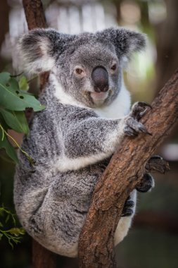 Koala on the tree (Cairns, Australia) clipart