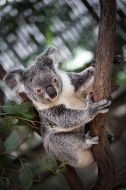 Koala ağacındaki (Cairns, Avustralya)