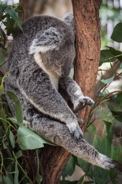 Koala ağacındaki (Cairns, Avustralya)