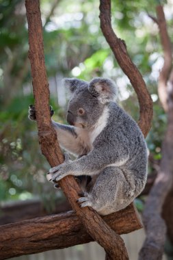Koala ağacındaki (Cairns, Avustralya)