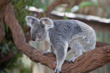 Koala ağacındaki (Cairns, Avustralya)