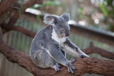 Koala ağacındaki (Cairns, Avustralya)
