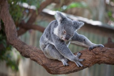 Koala ağacındaki (Cairns, Avustralya)