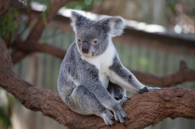 Koala ağacındaki (Cairns, Avustralya)