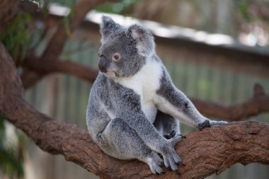 Koala ağacındaki (Cairns, Avustralya)