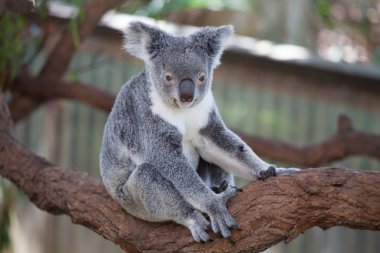Koala ağacındaki (Cairns, Avustralya)