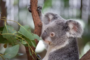 Koala ağacındaki (Cairns, Avustralya)
