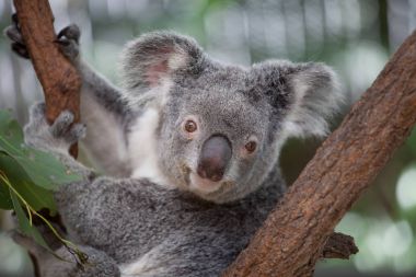 Koala ağacındaki (Cairns, Avustralya)