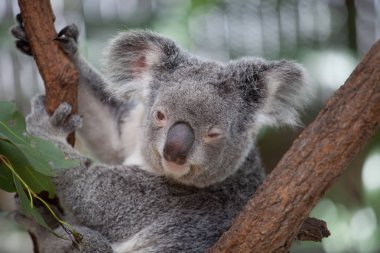 Koala ağacındaki (Cairns, Avustralya)