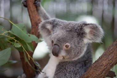 Koala ağacındaki (Cairns, Avustralya)