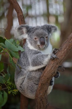 Koala ağacındaki (Cairns, Avustralya)