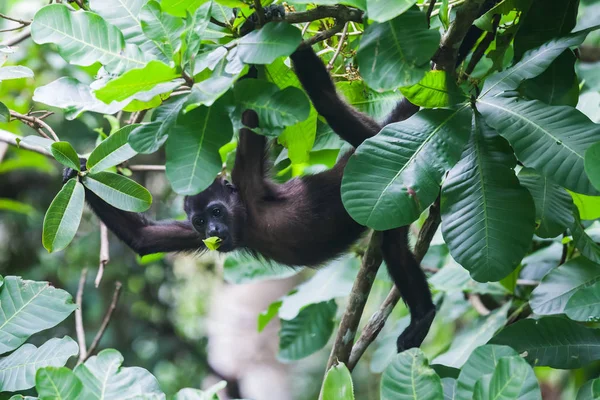Mono aullador en la selva tropical. Panamá — Foto de Stock