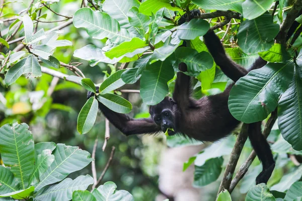 Bőgőmajom az esőben erdő. Panama — Stock Fotó