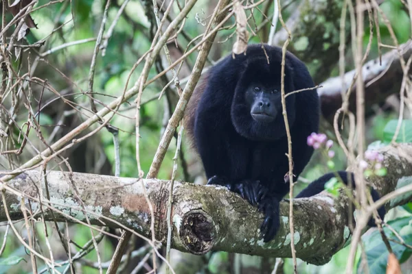 Brulaap aap in het regenwoud. Panama — Stockfoto