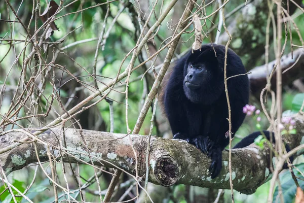 Mono aullador en la selva tropical. Panamá — Foto de Stock