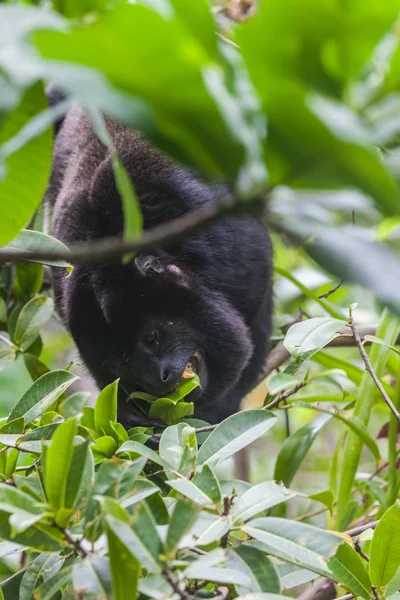 Mono aullador en la selva tropical. Panamá — Foto de Stock