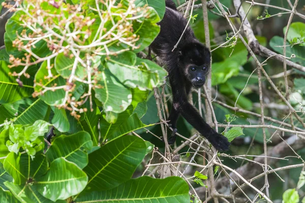 Mono aullador en la selva tropical. Panamá — Foto de Stock