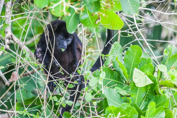 Ревун мавпи в тропічних лісів. Панама — стокове фото
