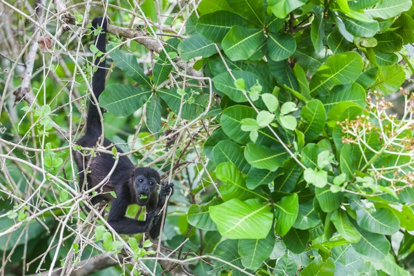 Macaco Howler na floresta tropical. Panamá — Fotografia de Stock